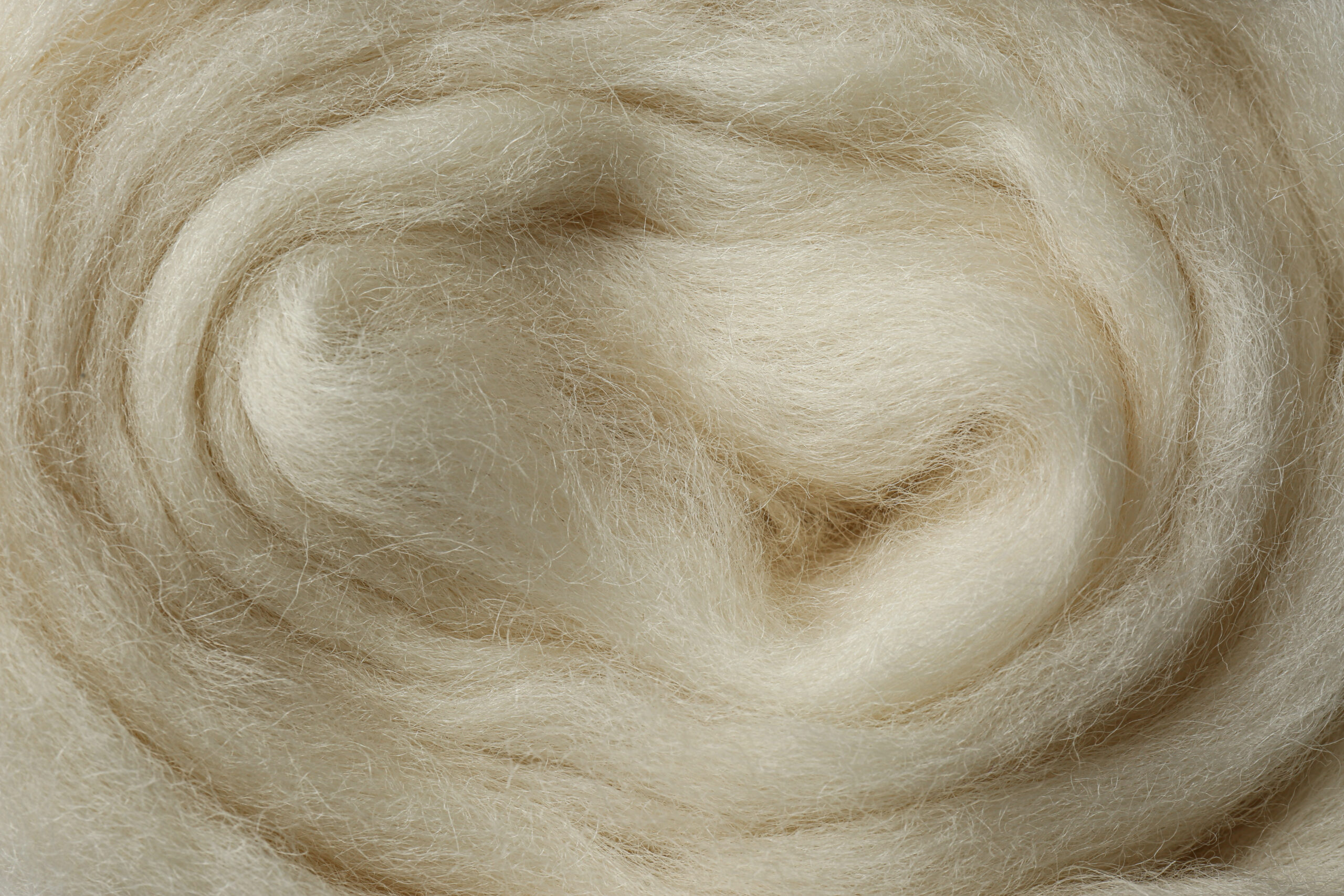 Combed white wool texture as background, closeup